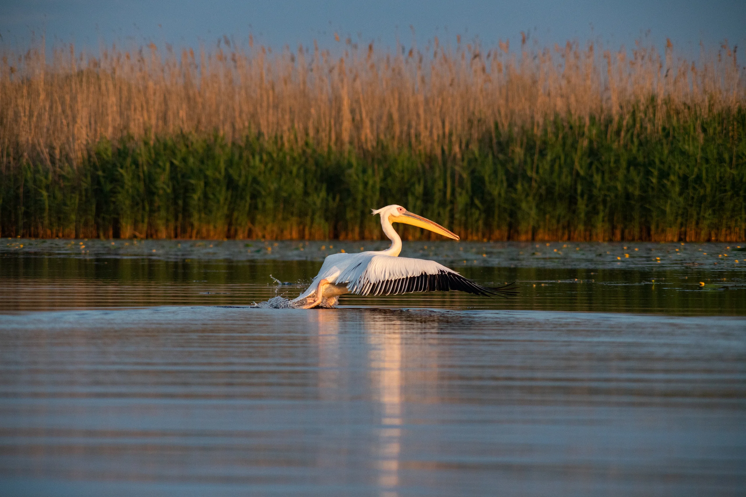 Fauna și Flora Deltei Dunării: Un Tezaur Ecologic în Europa